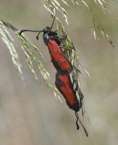 Réf. 233 907 : Zygaena erythrus